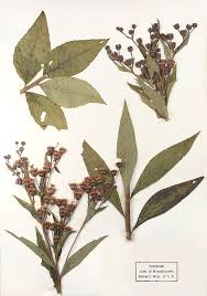 Image result for Vernonia schlechteri