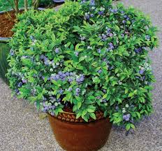 Fred Safford Will Discuss How You Can Grow Your Own Fruit And Berries In A Class At 1 30 P M Sunday May 19 Growing Blueberries Blueberry Plant Fruit Bushes