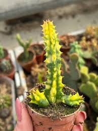 Image result for Huernia zebrina