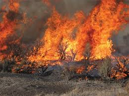 Jun 17, 2021 · the number of new wildfires in the u.s. Wyoming Big Sagebrush And Basin Big Sagebrush