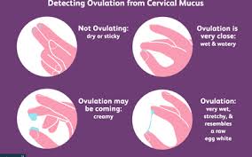 Charting Dry Watery And Fertile Cervical Mucus
