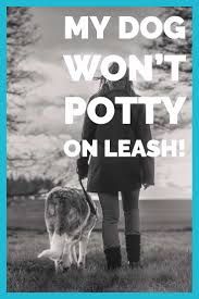 Good leash skills are also important for safety, both your dog's and your own. My Dog Won T Potty On Leash