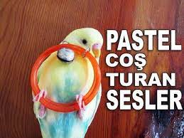 kusunuzu costuracak muhabbet kusu sesleri youtube muhabbet kuslari kus kusu