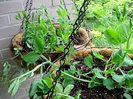 English peas are also known as garden peas, common peas and shelling peas. Ewa In The Garden 15 Ideas Of Diy Pea Trellis Pea Trellis Growing Sweet Peas Vegetable Garden Trellis