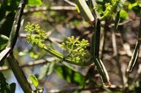 Image result for Maerua prittwitzii