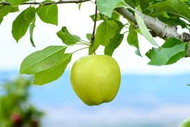 We offer a wide variety of harder to find fruit trees such as our highly rated heirloom apple trees, asian pears, hardy figs, unusual jujubes, female mulberry, native paw paws, juicy persimmons, and many other delightful edibles! Van Well Nursery