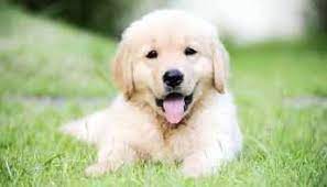 Cost Of A Golden Retriever Puppy Retriever Puppy Golden Retriever Baby Golden Retriever