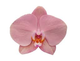 Foto circa fiori gialli dell'orchidea in giardino. Phalaenopsis Il Fiore Farfalla Mercato Dei Fiori Di Ercolano