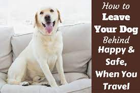 Having pets at home with children result some complex diseases and many rare bacteria, which are very difficult to get rid from its affects. Tips For Leaving Your Dog Behind When You Travel Or Go On Vacation