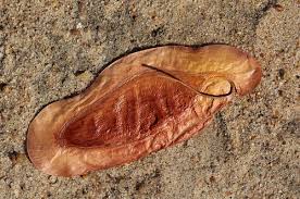 Image result for Newtonia hildebrandtii