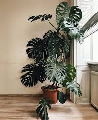 Beautiful Huge Monstera Big House Plants Plants Hanging Plants