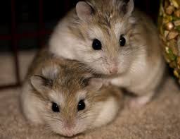 We did not find results for: Roborovski Dwarf Hamster Info Pictures Traits Facts Pet Keen
