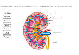 The blood supply to the kidneys originates from the paired renal arteries, which branch into segmental arteriesat the renal hilum. Solved Major Blood Vessels Carry Blood Into The Renal Med Chegg Com
