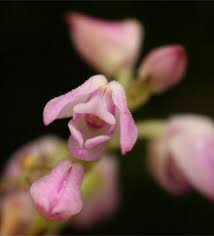 Image result for Polystachya valentina