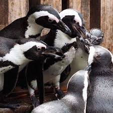Birds That Look Like Penguins But Aren T Penguin Planet Penguins Cute Animals Penguin Pictures