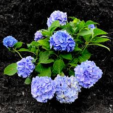 Image result for Hydrangea