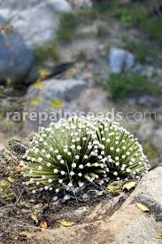 Image result for Faroa involucrata