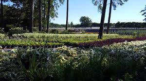 Introduction to elephant ear colocasias are tropical looking perennial plants known in the western world as elephant ear or taro. Taylor S Nursery Inc