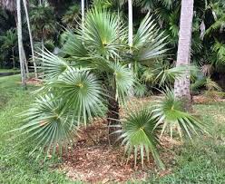 Image result for Coccothrinax