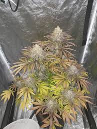 The smell and flavours are addictive, with a cherry and lime slushie . Blueberry Cookies Feminisierte Hanfsamen Blueberry Cookies Kaufen