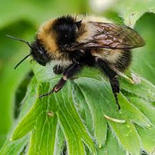 Image result for Bombus polaris
