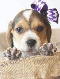 Awwwhhh I Want A Pocket Beagle That Gives High Fives Pocket Beagles Usa Is The Best Beagle Puppy Adoptable Beagle Cute Beagles