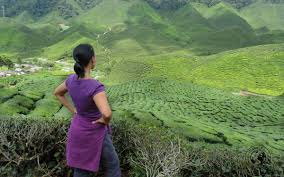 Nivalink is an end to end solution provider for weekend getaways, group getaways, holidays and international travel Cheeky Passports Places To Visit In Cameron Highlands On A Budget Cheeky Passports