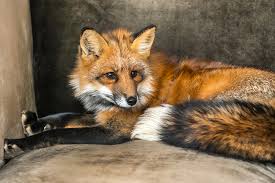 Submitted 2 years ago by _tappy_. Fox Pest Control In Sheffield South Yorkshire Pest Control Services Sheffield Call 0114 437 2497