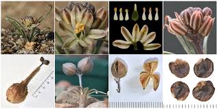 Image result for Litanthus pusillus