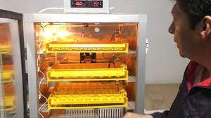 Limpiar y esterilizar la incubadora de pollos es esencial. Incubadora De Pollos Automatica 144 Huevos Tesla Ambato Industrial 596usd Contacto 0984112915 Youtube