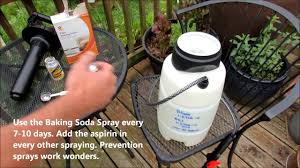 Sodium bicarbonate, instead, as it is extremely diffusible and without that structural complexity that fungi can easily codify, retains for a long time its ability to penetrate the masses. Baking Soda Aspirin Tomato Prevention Spraying Stop Leaf Spot Early Baking Soda Baking Soda Uses Tomato Disease