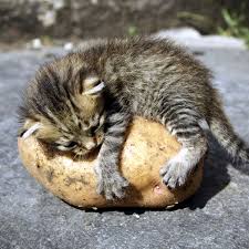 However, feeding your cat french fries is still not recommended, because eating fries would do more harm than good to your cat. Can Cats Eat Potatoes How About Sweet Potatoes Catster