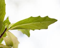 Image result for Vigna kirkii