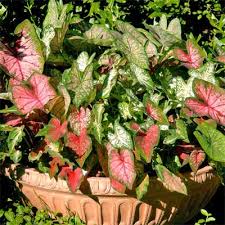 Flowering plants in north texas. Color In A Shaded Landscape Neil Sperry S Gardens
