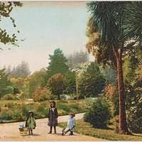 Image result for Palisota schweinfurthii