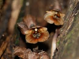 Image result for Gastrodia ballii