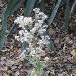 Image result for Pseudoconyza viscosa