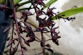 Cymbidium Australia Midnights Orchids Black Orchid Black Flowers