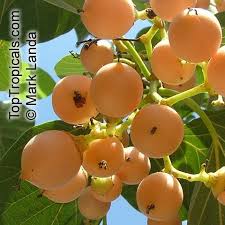 Image result for Cordia pilosissima