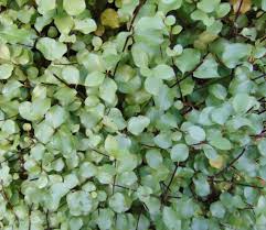 Image result for Pittosporum tenuifolium