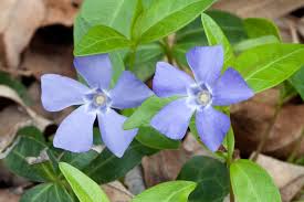 Dalam artikel ini, kumpulan nama latin tanaman hias dan bunga diurutkan berdasarkan nama umum terdiri atas belasan spesies. Vinca Minor Wikipedia