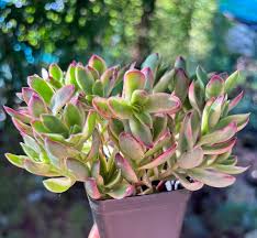 Image result for Crassula zombensis