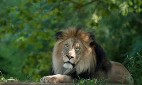 Lion | Smithsonian's National Zoo and Conservation Biology Institute