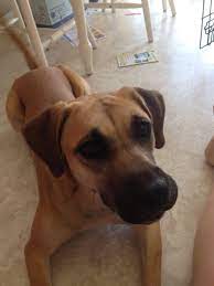 Check spelling or type a new query. Cedar Rapids Ia English Mastiff Meet Naala Courtesy Listing A Pet For Adoption
