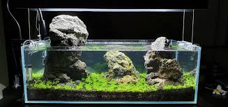 Foreground (karpet) tanaman karpet digunakan layaknya karpet di rumah. Memanjakan Mata 10 Jenis Batu Aquascape Yang Cantik Natural Bergaya