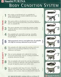 But what is considered a healthy cat weight? Cat Body Condition Cat Nutrition Body Condition Cat Weight Chart