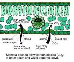 This water saving ability is due to their adaptions in many structures. In Aquatic Plants Why Does The Stomata Lie On The Upper Surface Quora