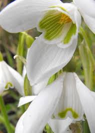 Snowdrops Galanthus Nivalis Common Snowdrop Flower Pictures Beautiful Flowers Types Of Flowers