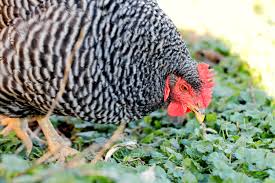 The plumage of the roosters is dark red hackles on neck and rump ;the legs are b right yellow, slightly feathered. Plymouth Rock Or Barred Rock Chicken Breeds