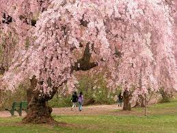 Cherry blossoms delight visitors to newark's branch brook park. Cherry Blossom Season In Nj The Montclair Dispatch